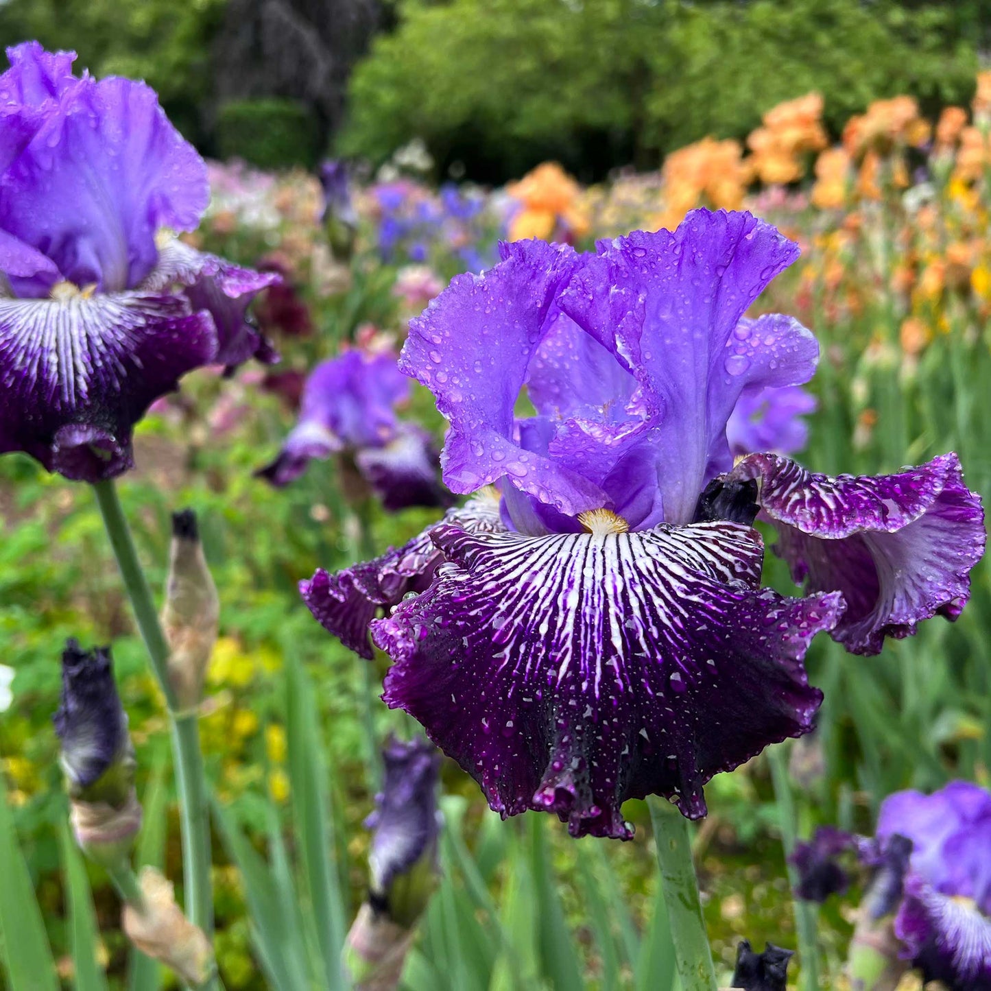 Bearded Iris Bulbs - Jawbone Flats