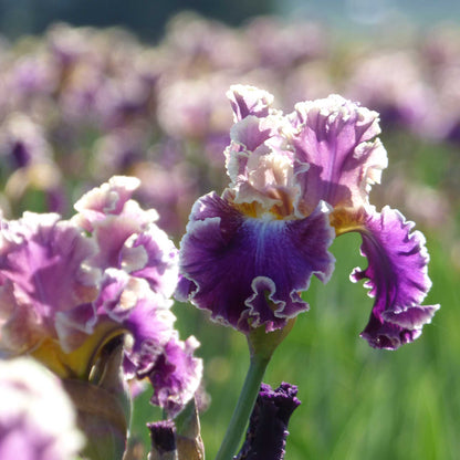 Bearded Iris Bulbs - Montmartre