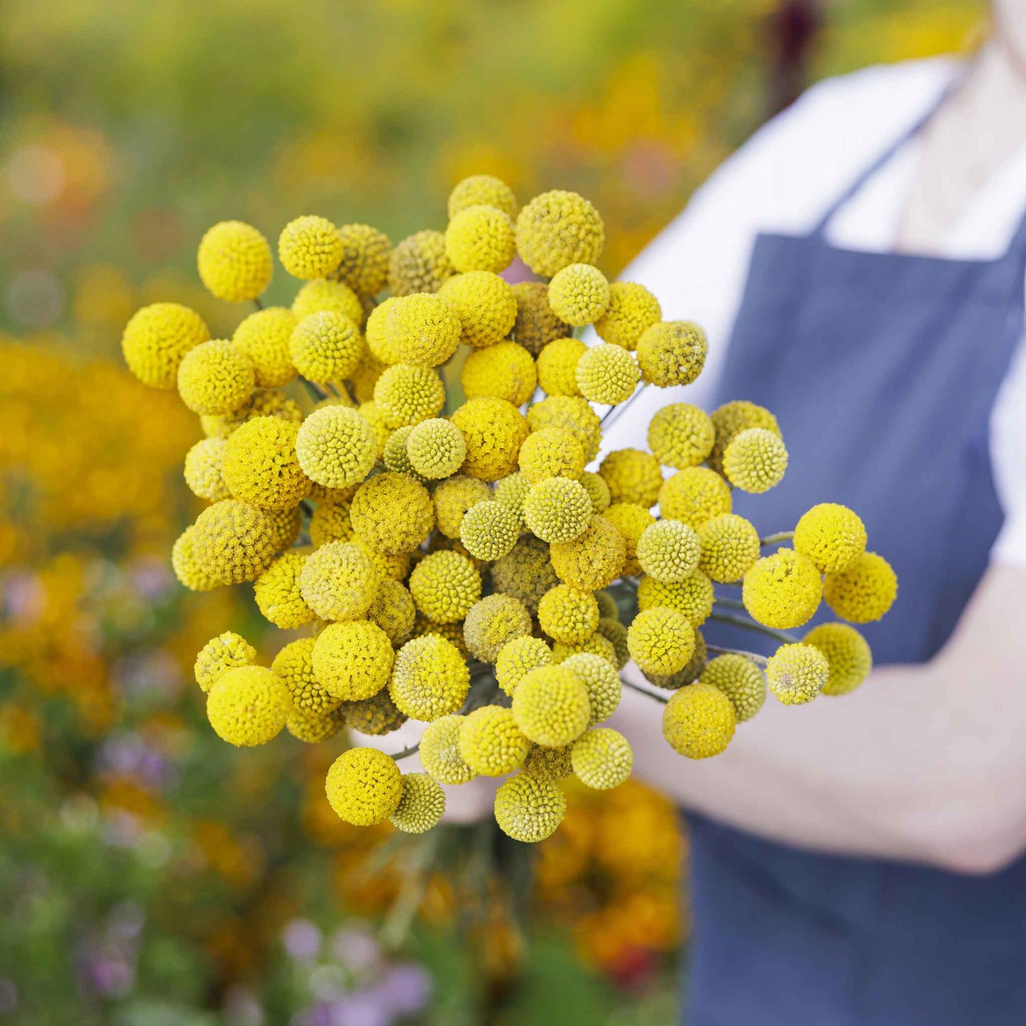 Billy Button Seeds