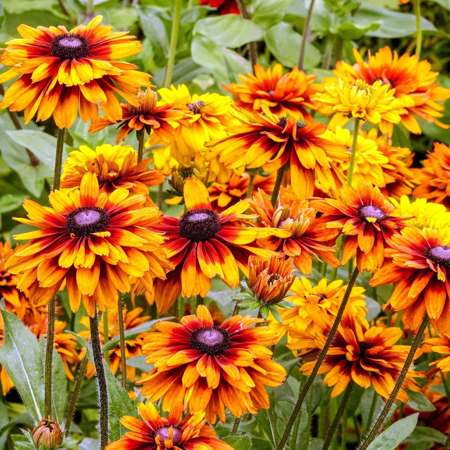 Black Eyed Susan Seeds - Cappuccino