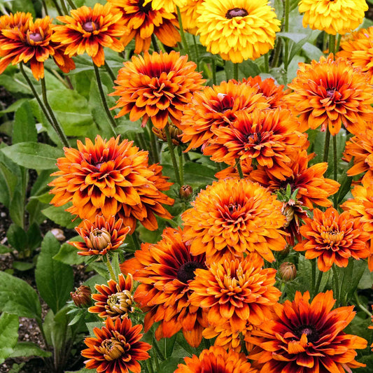 Black Eyed Susan Roots - Cherokee Sunset