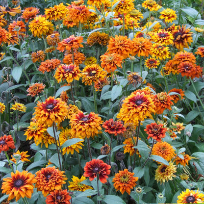 Black Eyed Susan Roots - Cherokee Sunset