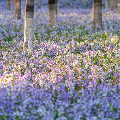 Chinese Violet Cress Seeds