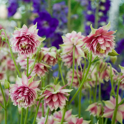 Columbine Roots - Nora Barlow