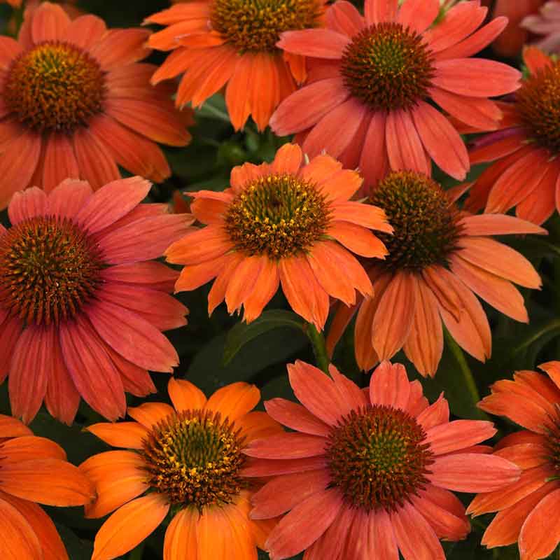 Coneflower Seeds - Artisan Red Ombre