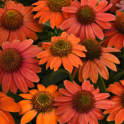 Coneflower Seeds - Artisan Red Ombre