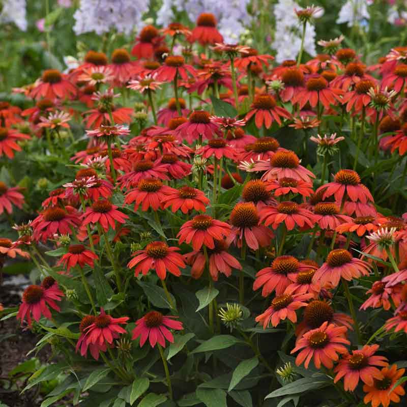 Coneflower Seeds - Artisan Red Ombre