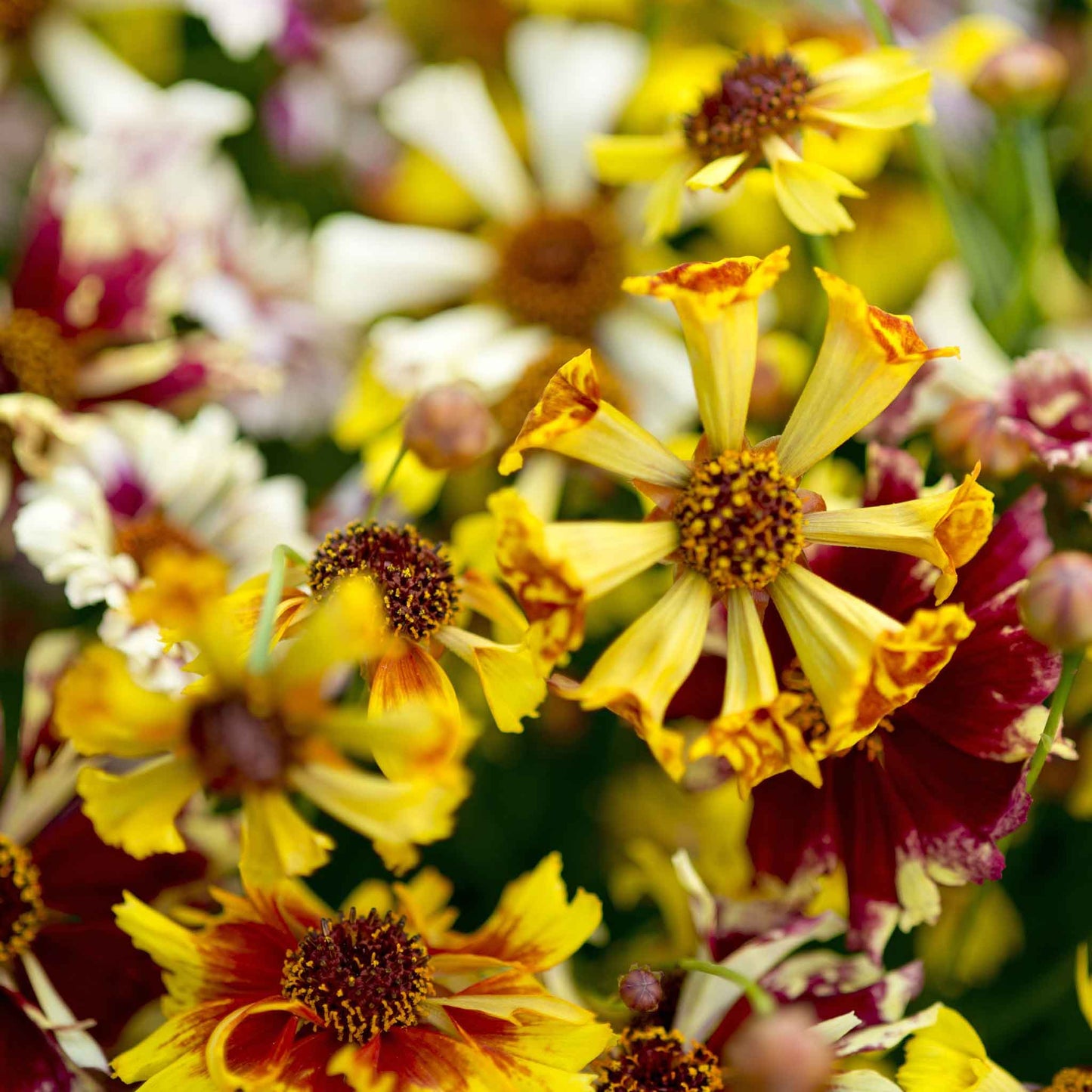 Coreopsis Seeds - Incredible Sea Shells Mix