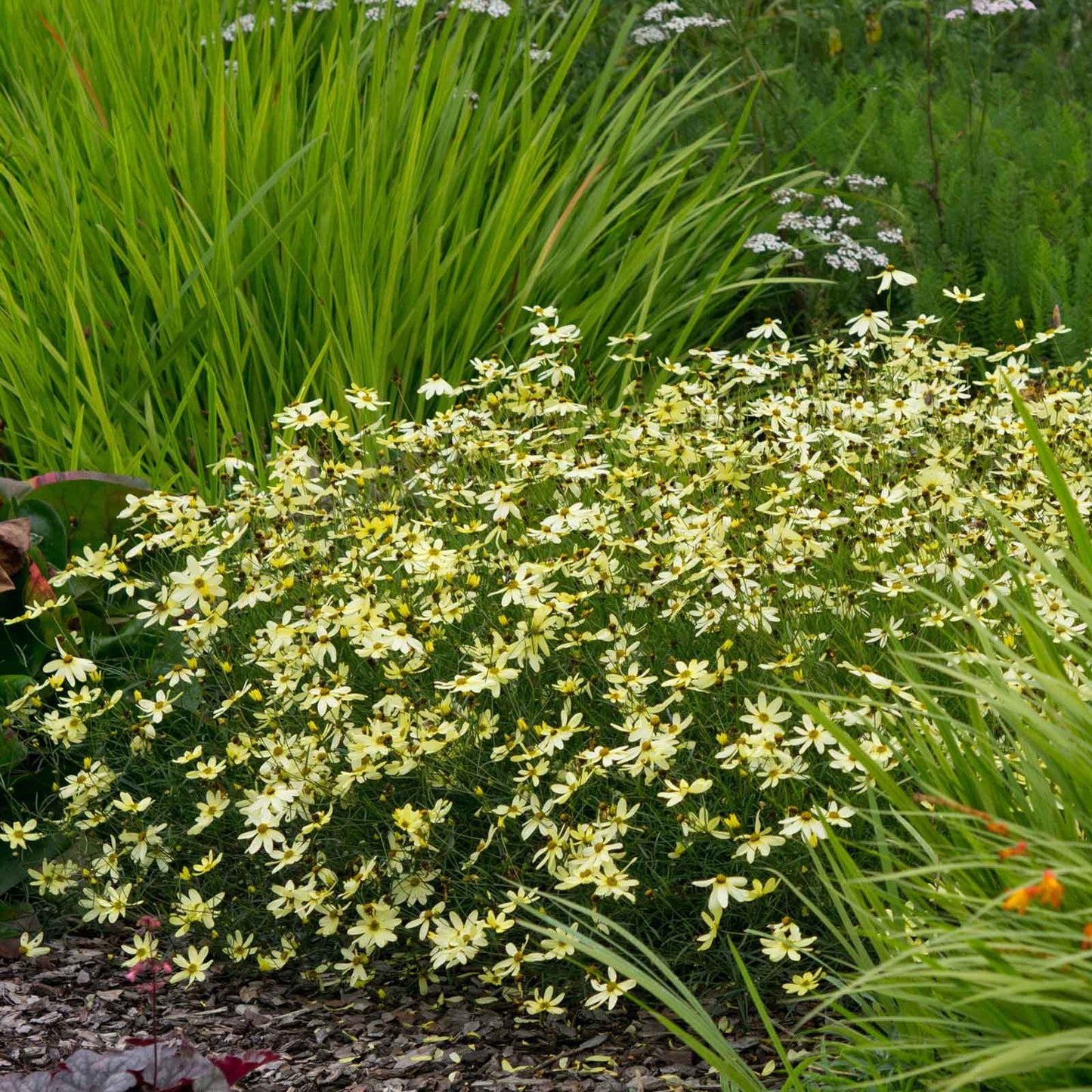Coreopsis Roots - Moonbeam