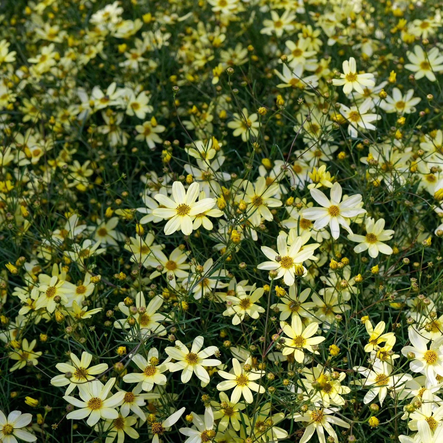 Coreopsis Roots - Moonbeam