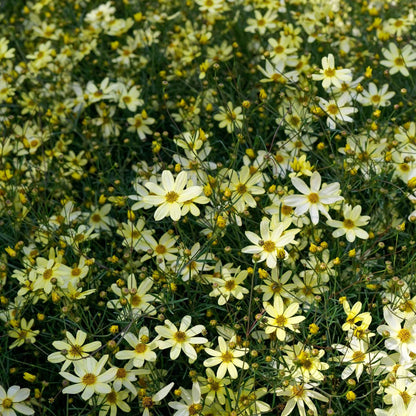 Coreopsis Roots - Moonbeam