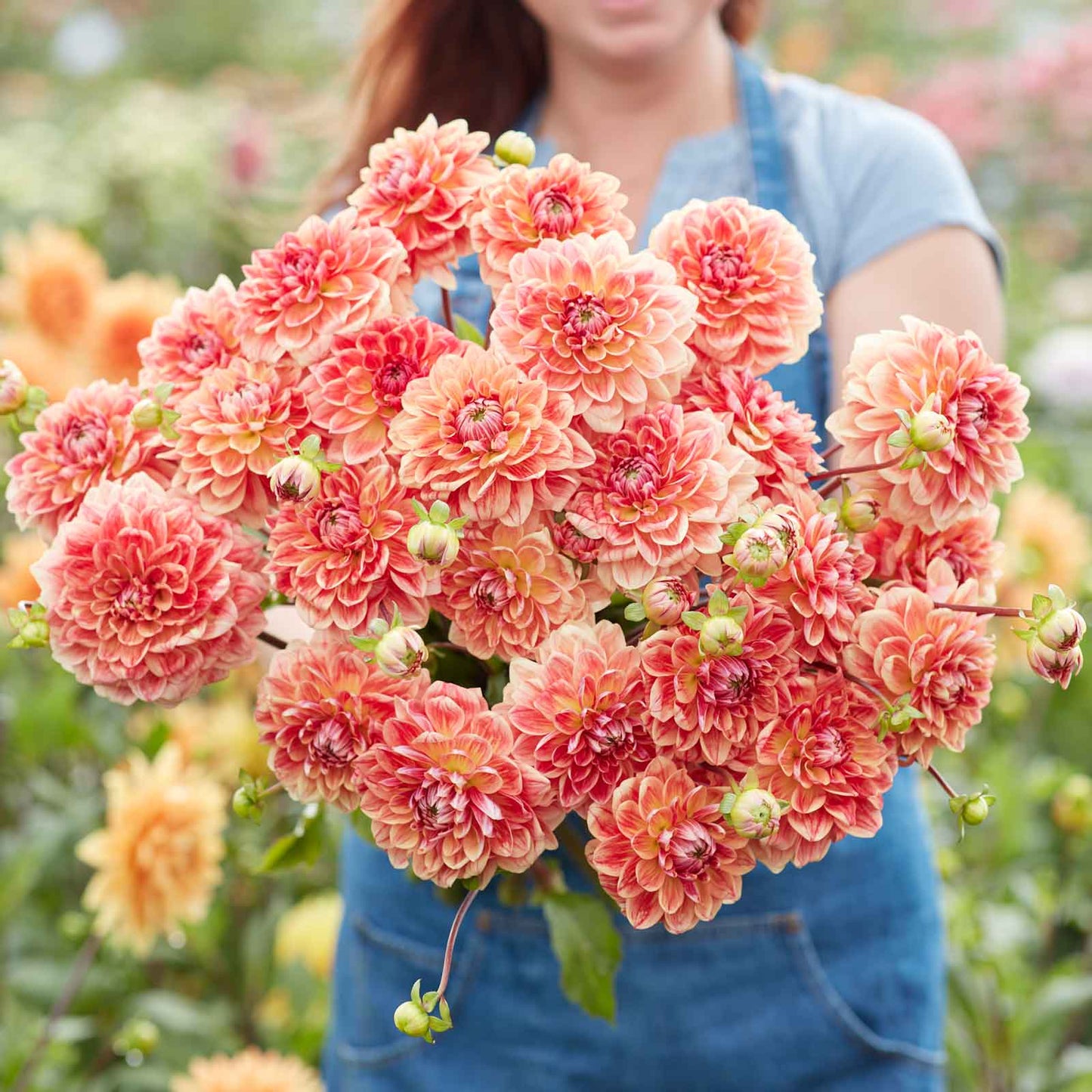 Dahlia Bulbs (Decorative) - All That Jazz