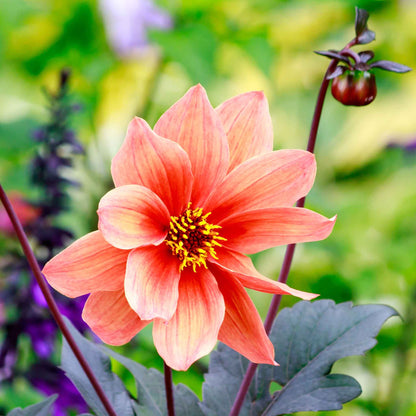 Dahlia Seeds - Bishop's Children
