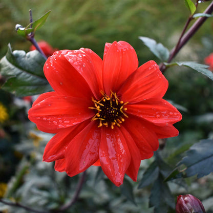 Dahlia Seeds - Bishop's Children