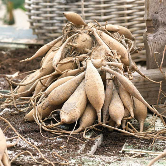 Dahlia Bulbs (Decorative) - White Swan