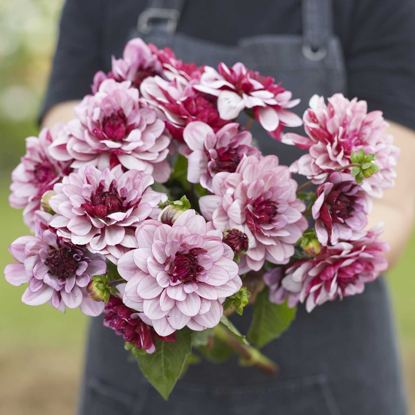 Dahlia Bulbs (Waterlily) - Creme de Cassis