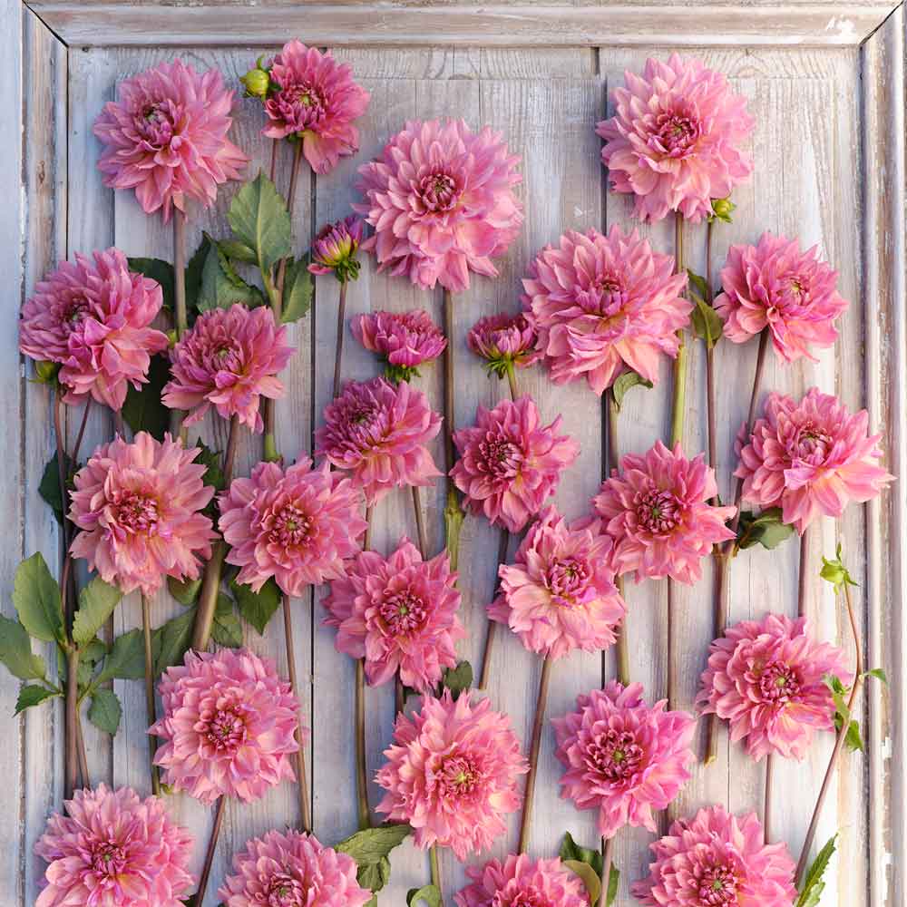Dahlia Bulbs (Decorative) - La Belle Epoque