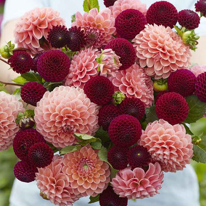 Dahlia Bulbs - Opposites Attract Duo