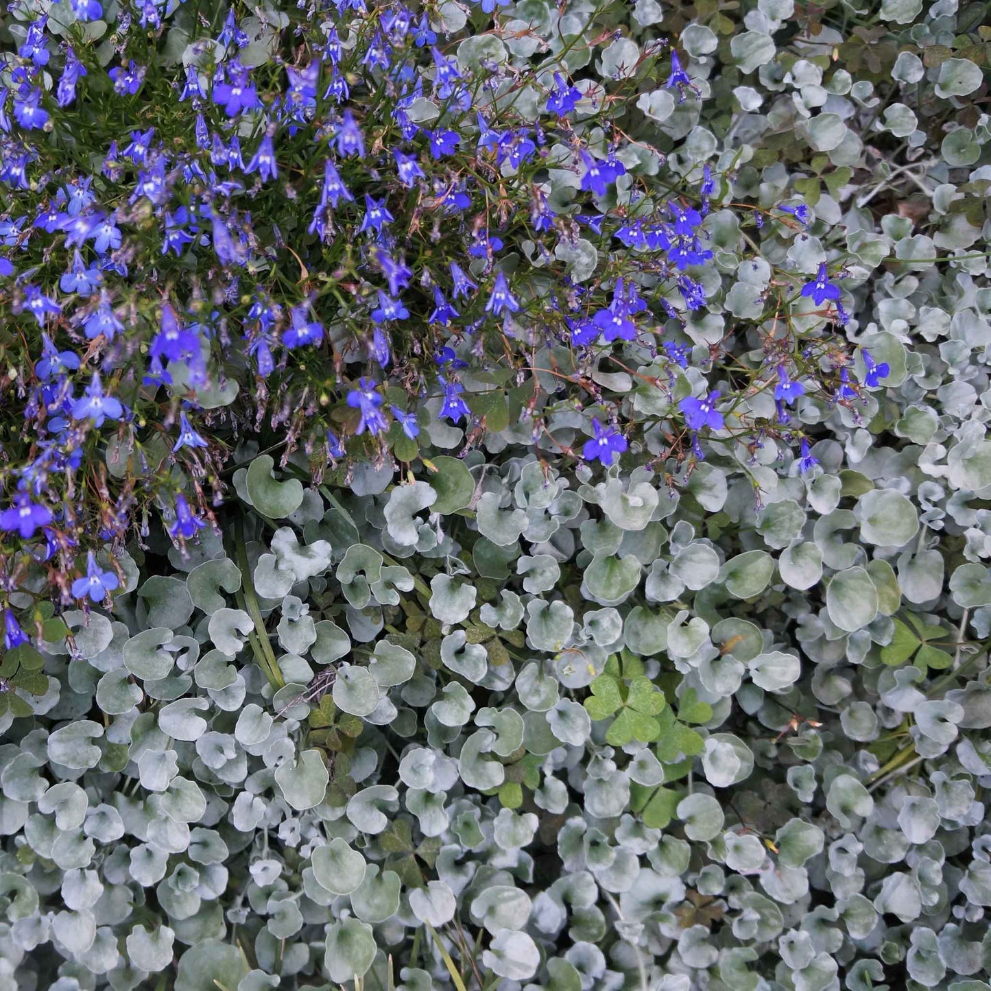 Dichondra Seeds - Silver Falls