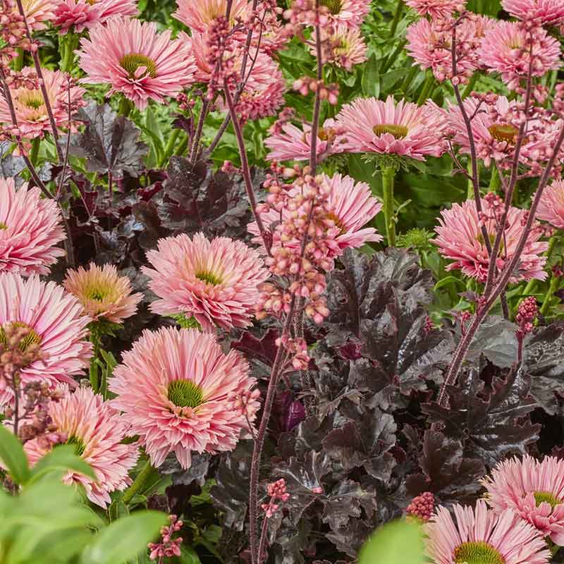 Echinacea Roots - Sunseekers Salmon