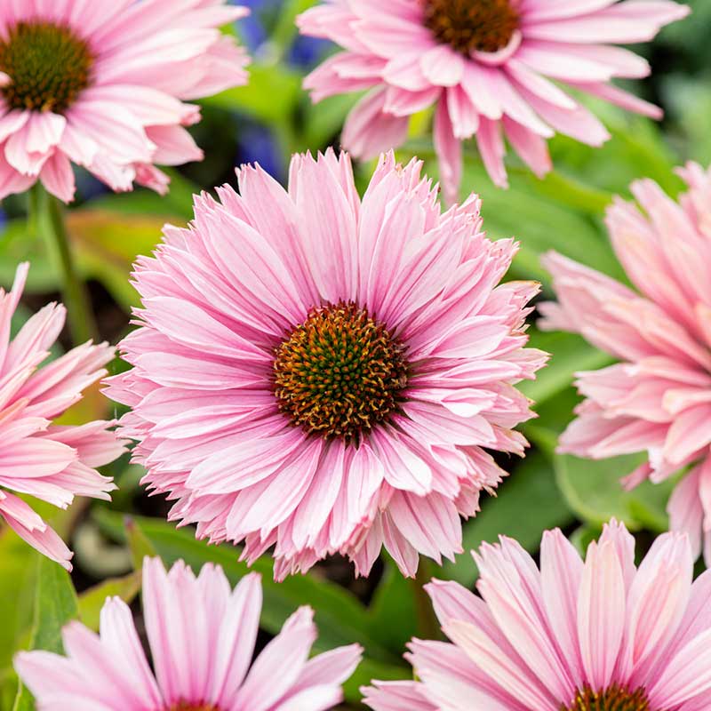 Echinacea Roots - Sunseekers Salmon