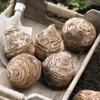 Elephant Ear Bulbs - Pharoah's Mask