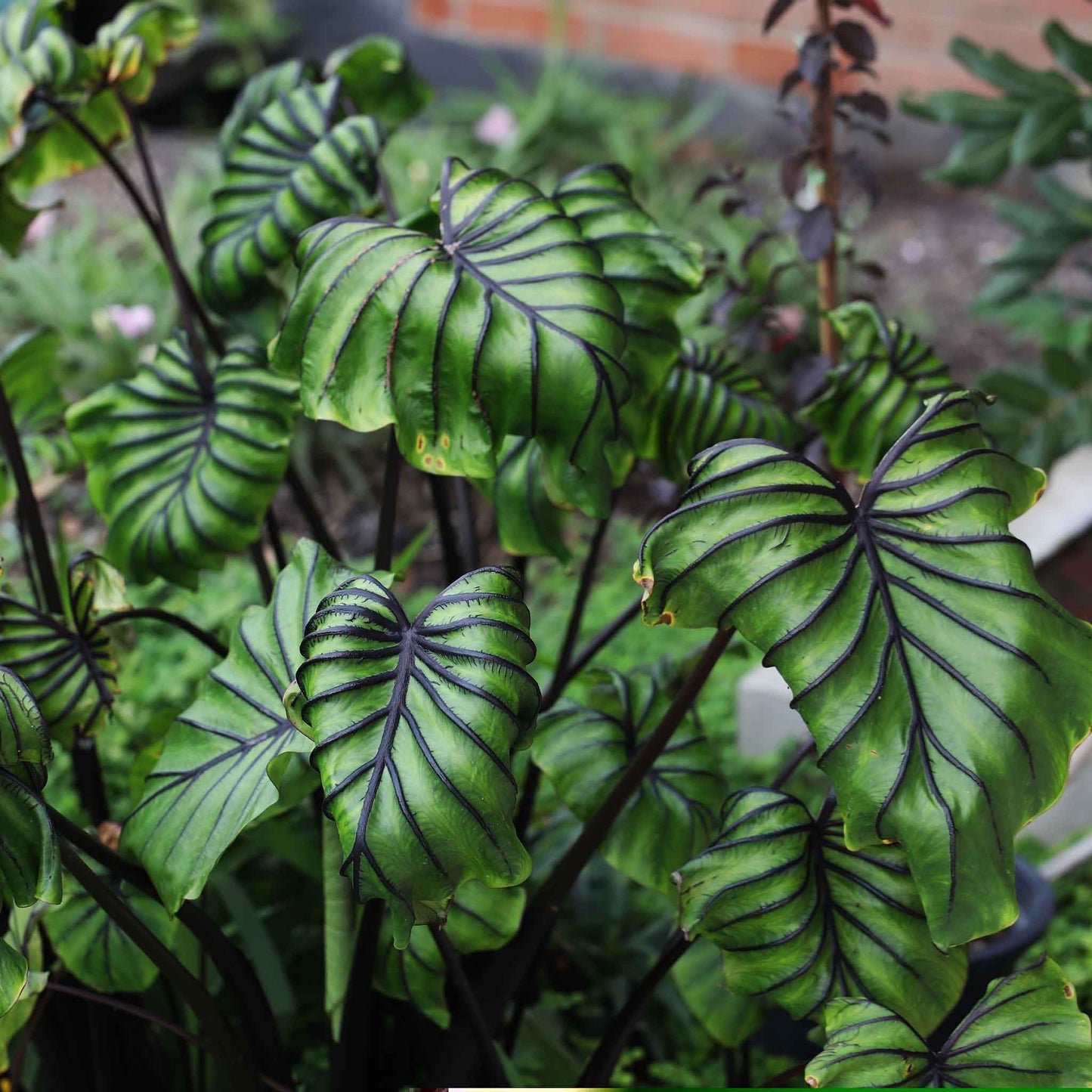 Elephant Ear Bulbs - Pharoah's Mask