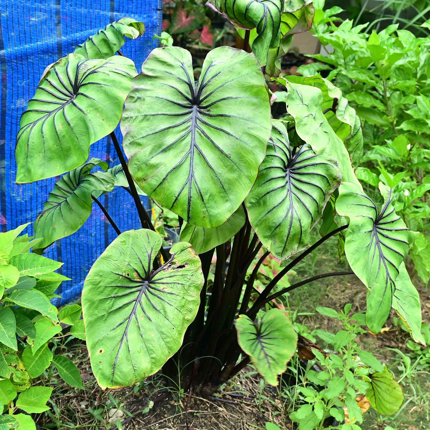 Elephant Ear Bulbs - Pharoah's Mask