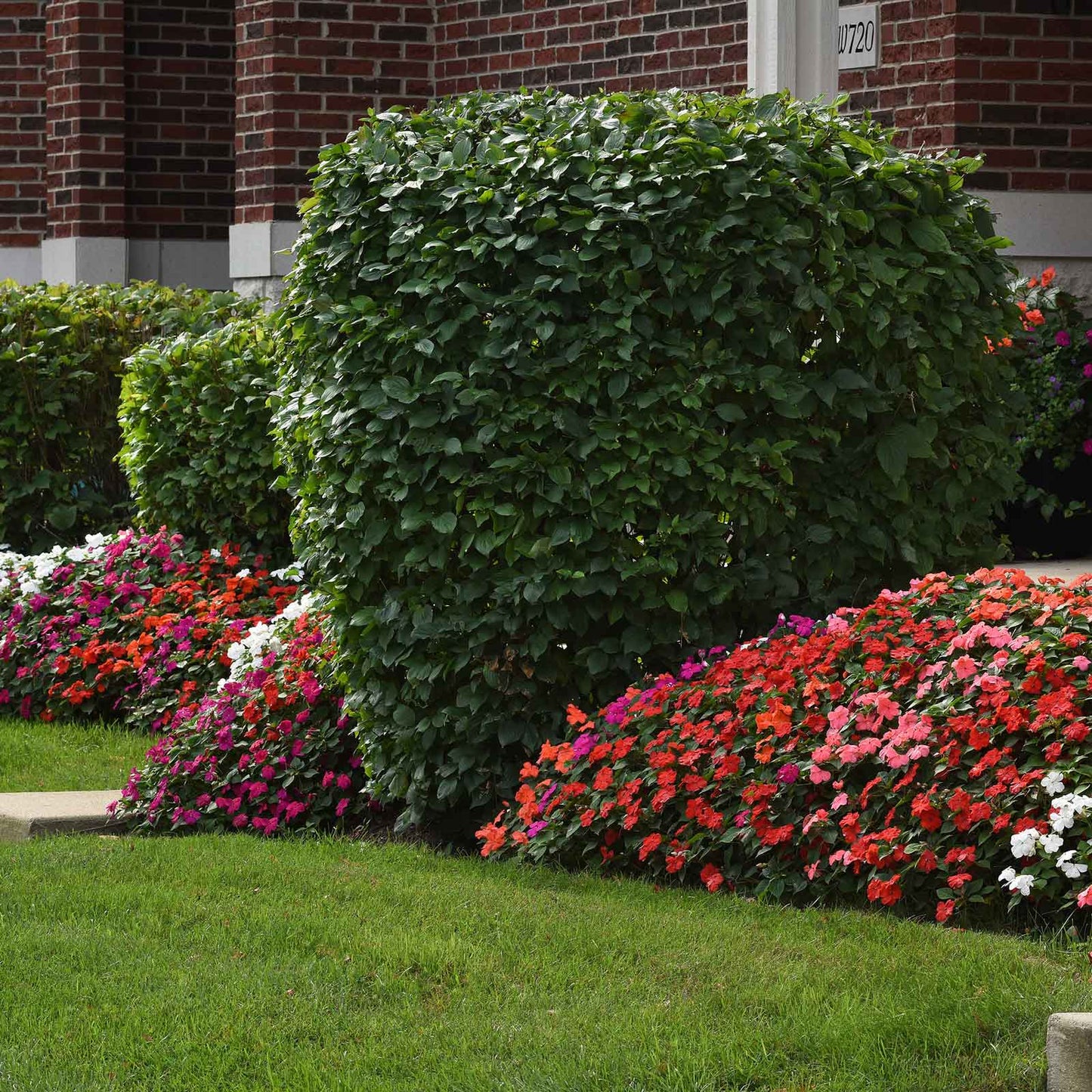 Impatiens Seeds - Beacon Mix