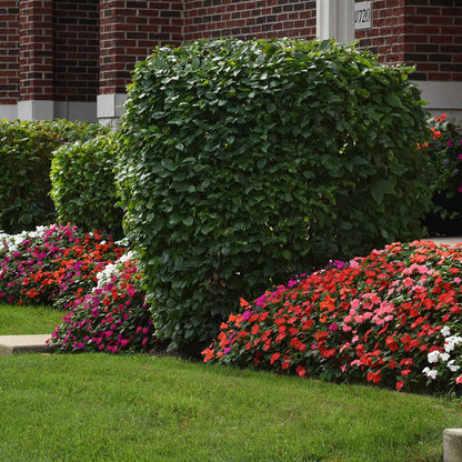 Impatiens Seeds - Beacon Mix
