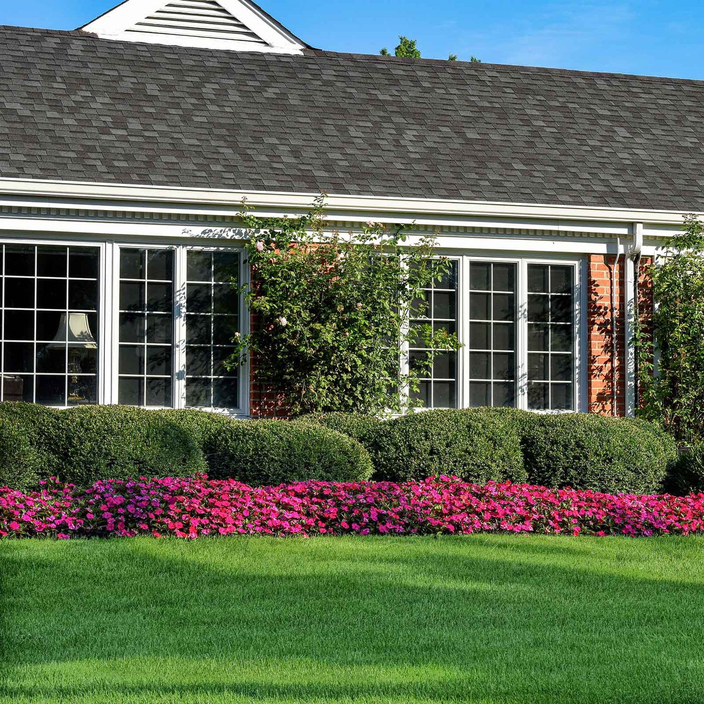 Impatiens Seeds - Solarscape Magenta Bliss