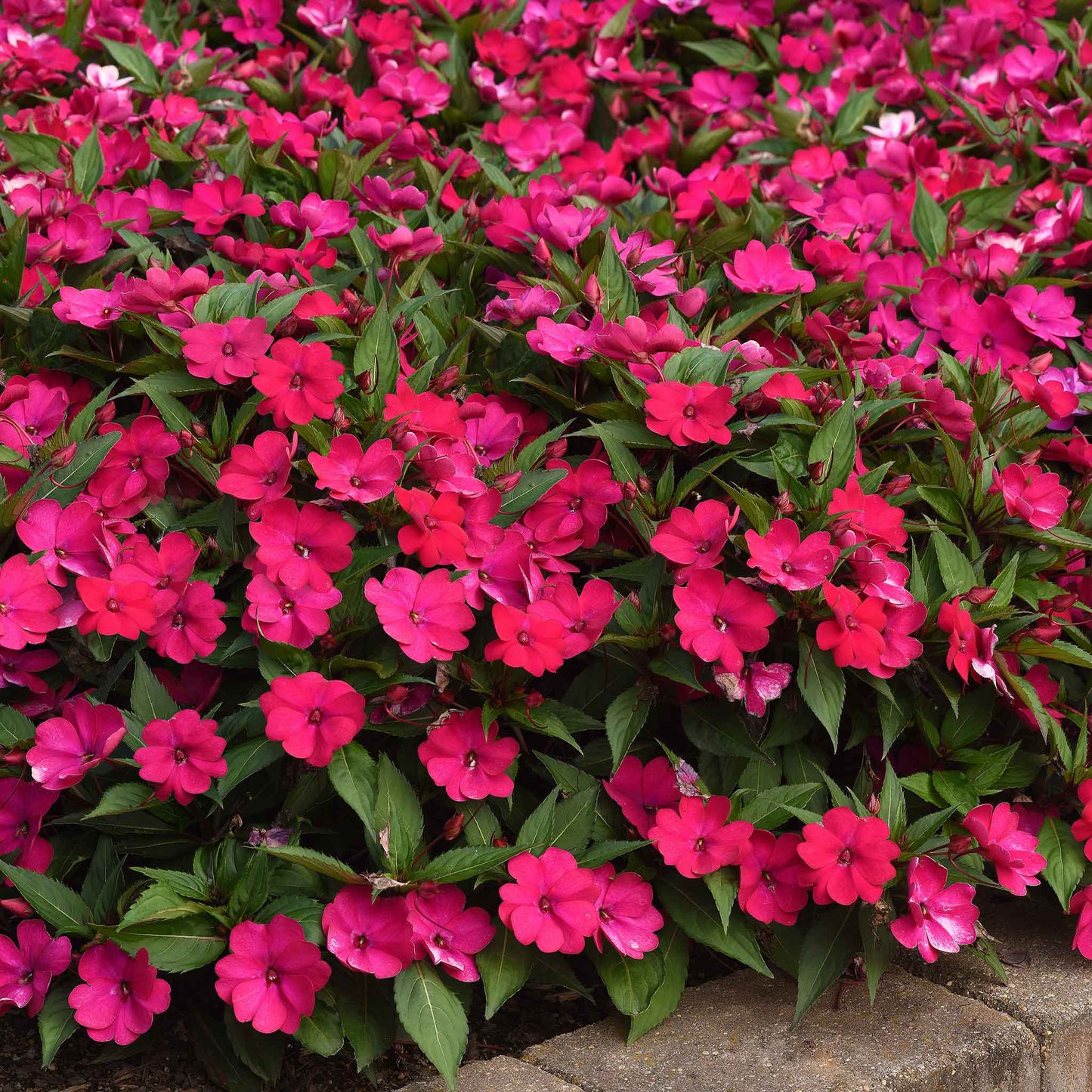 Impatiens Seeds - Solarscape Magenta Bliss