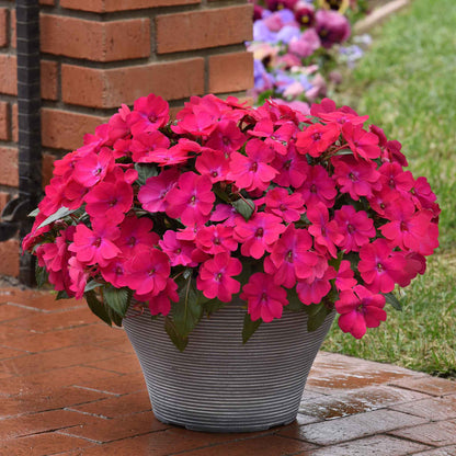 Impatiens Seeds - Solarscape Magenta Bliss