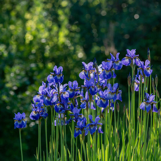 Siberian Iris Roots - Silver Edge
