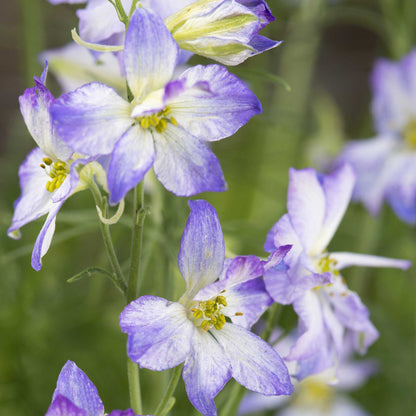 Larkspur Seeds - Frosted Skies