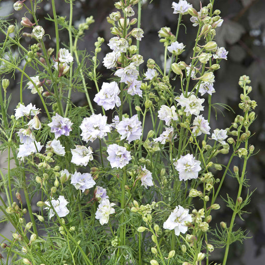 Larkspur Seeds - Fancy Smokey Eyes