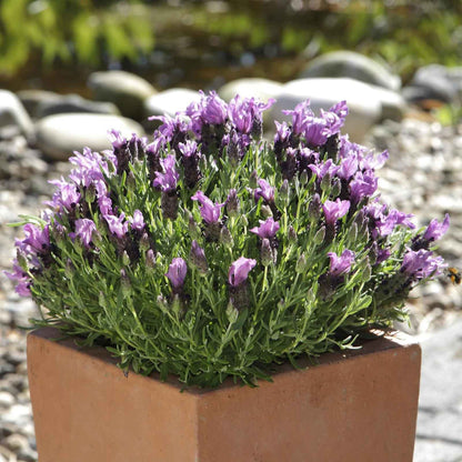 Lavender Seeds (Spanish) - Bandera Purple