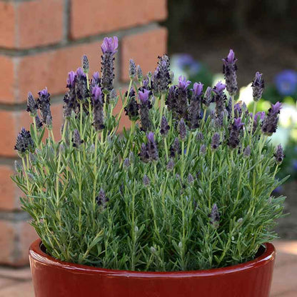 Lavender Seeds (Spanish) - Bandera Purple