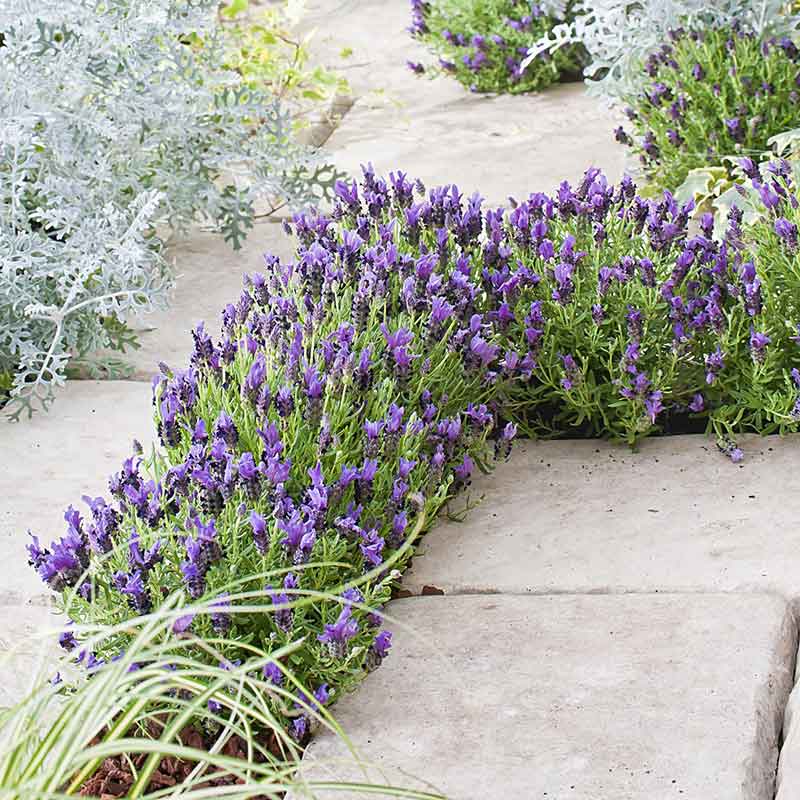 Lavender Seeds (Spanish) - Bandera Purple