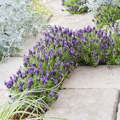 Lavender Seeds (Spanish) - Bandera Purple