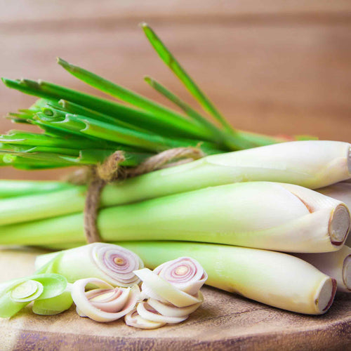 Lemongrass Seeds - West Indian