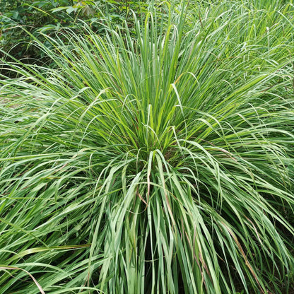 Lemongrass Seeds - West Indian