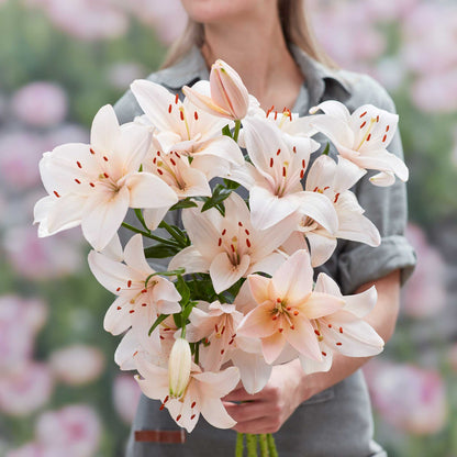 Lily Bulbs - Coral County