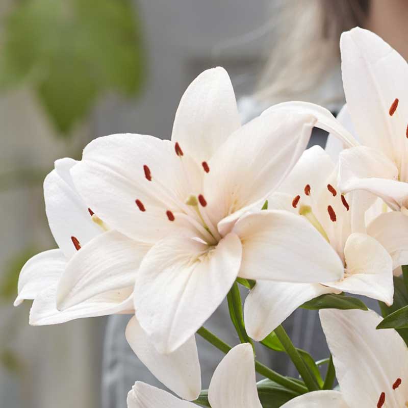 Lily Bulbs - Coral County