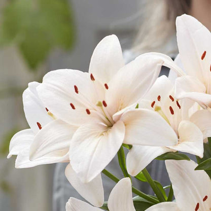 Lily Bulbs - Coral County