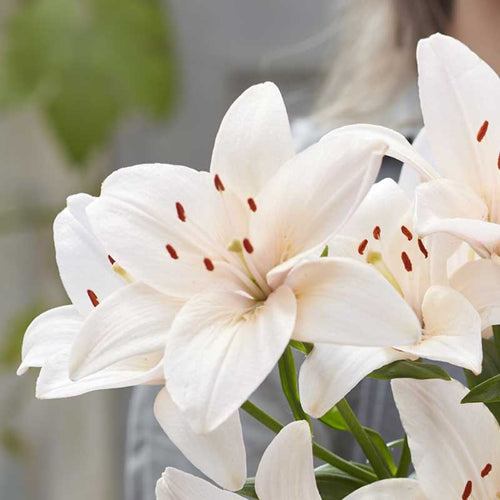 Lily Bulbs - Coral County