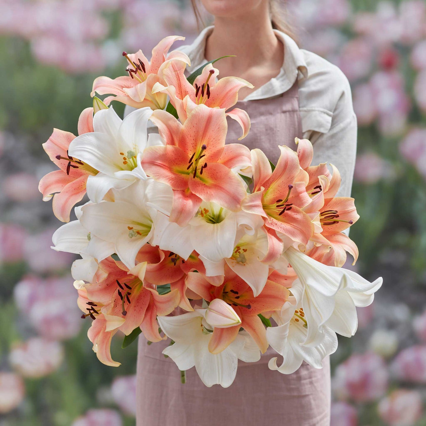 Lily Bulbs - Summer Trumpet Mix