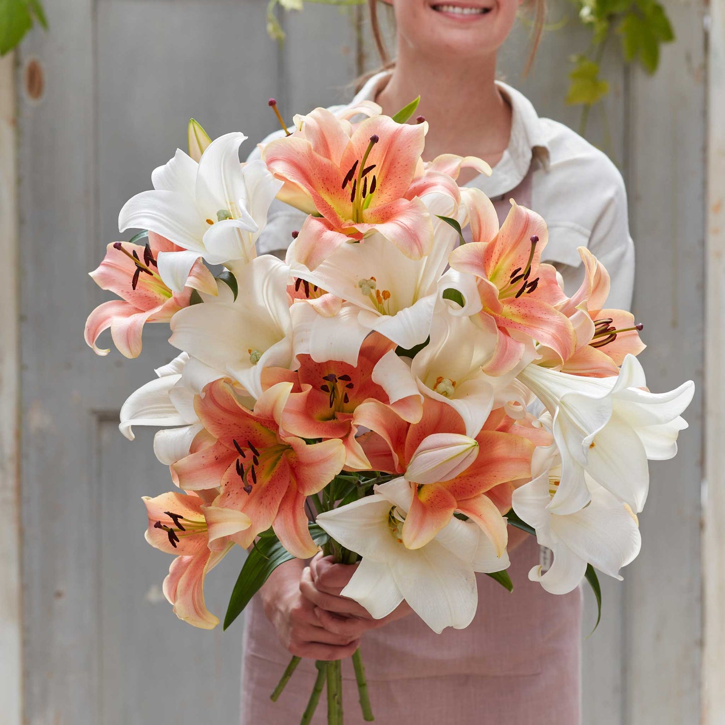 Lily Bulbs - Summer Trumpet Mix