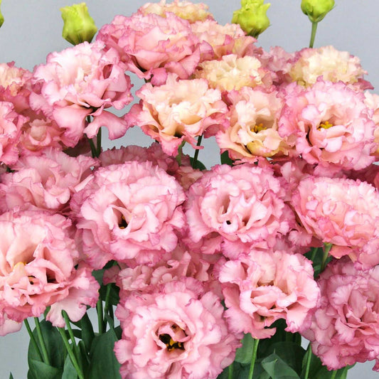 Lisianthus Seeds - Celeb Madonna