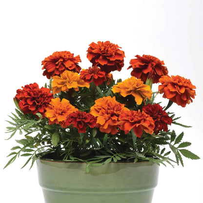 French Marigold Seeds - Fireball